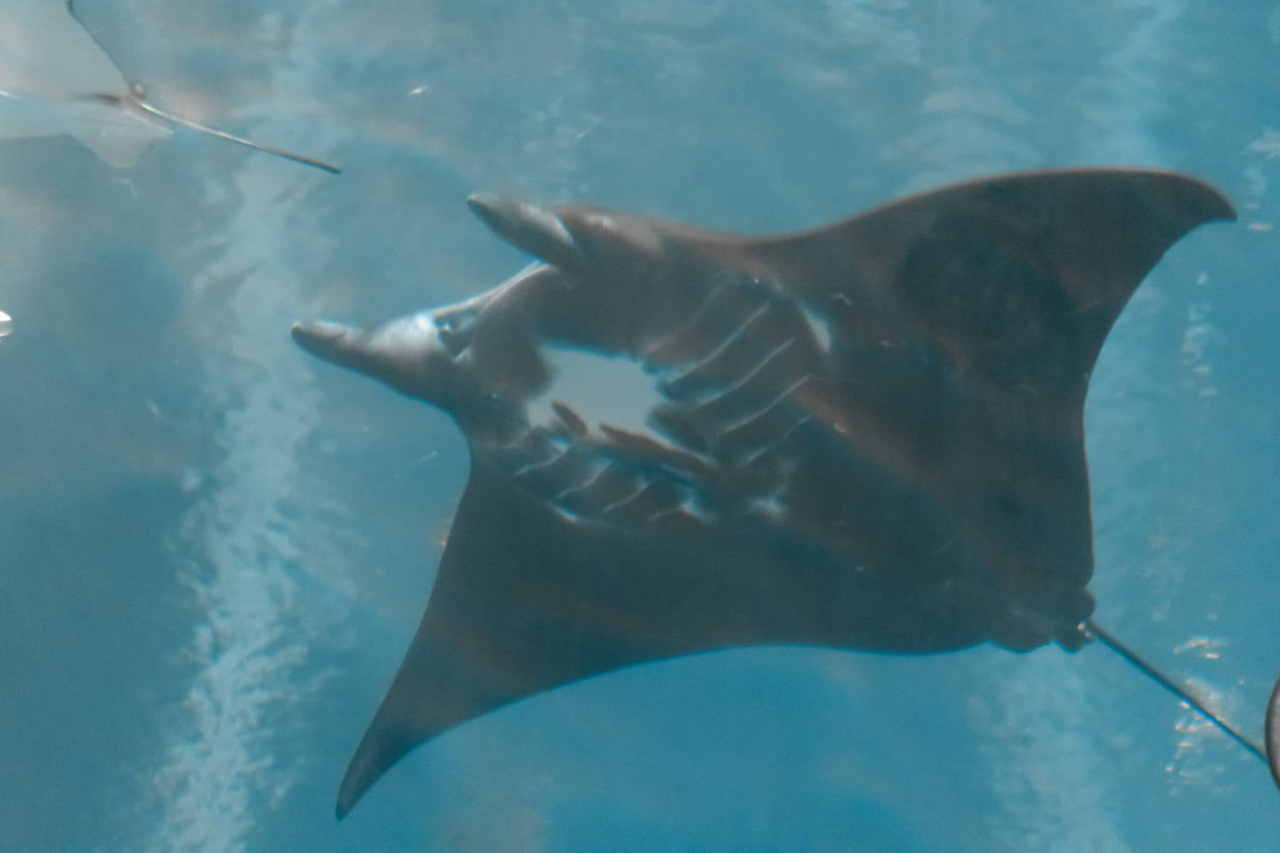 Giant manta ray gliding gracefully through clear blue tropical ocean water with diver nearby