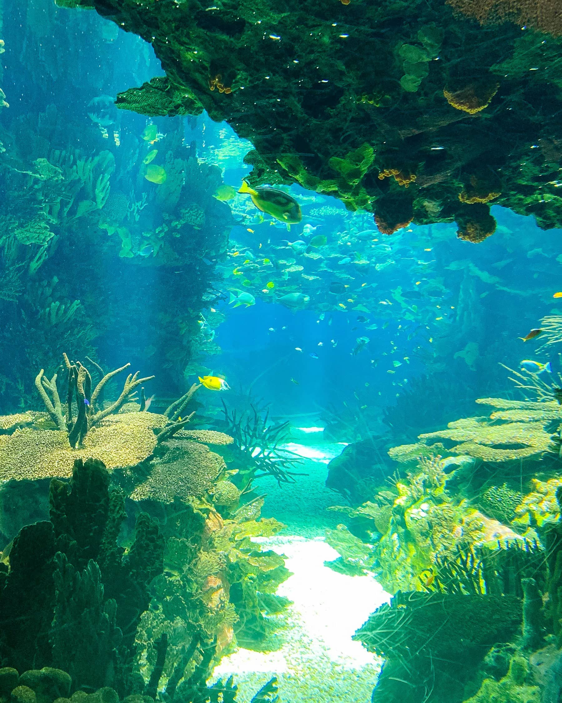 Colorful coral reef with diverse tropical fish and sea turtle in crystal clear tropical water